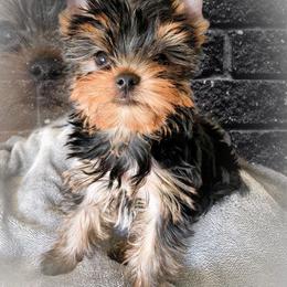 Yorkshire Terrier Puppies from Essence of Grace Yorkies