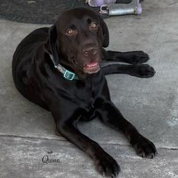 Quinn - Chocolate female Labrador Retriever puppy in Taylor, Texas from Faithful Labs