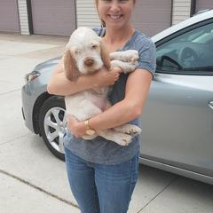 Spinone Italiano Puppies from Michigan Spinone