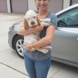 Spinone Italiano Puppies from Michigan Spinone