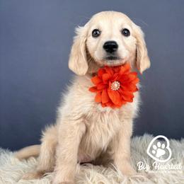 Peach - Cream female Companion Cross puppy in Utah County, Utah from Big Hearted Breeders