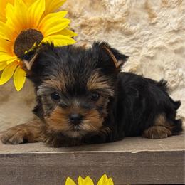 Louise - Blue and gold female Yorkshire Terrier puppy in Monticello, Iowa from Ashley’s Puppies