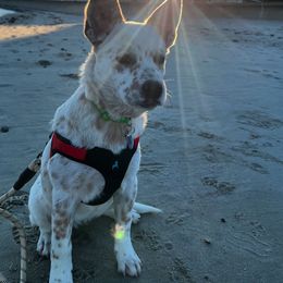 Australian Cattle Dog Puppies from RedHorizon AKC Australian Cattle Dogs (Heelers)