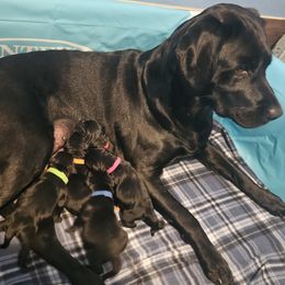 Labrador Retriever puppies from Mariani Labrador Retrievers