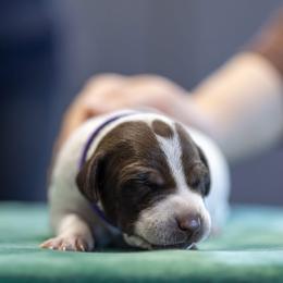 Purple Boy - Liver and white male German Shorthaired Pointer puppy in Bryan, Texas from Ehrenvogel and Bessdach Kennels