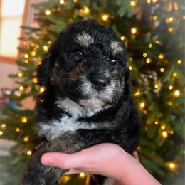 Dasher - black tri - Phantom male Bernedoodle puppy in Lookout, California from Remington Kennels, LLC