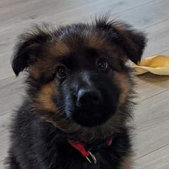 German Shepherd Puppies from Crystal Squires' German Shepherds