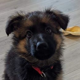 German Shepherd Puppies from Crystal Squires' German Shepherds