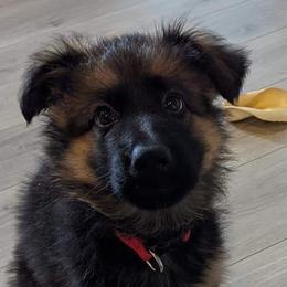 German Shepherd Puppies from Crystal Squires' German Shepherds