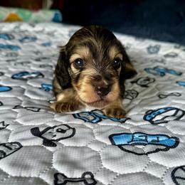 Olive- (Violin) - Sable female Dachshund puppy in Wolf Lake, Indiana from Canisteo Dachshunds