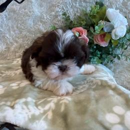 Sailor - Chocolate male Shih Tzu puppy in Success, Missouri from Sweet Success