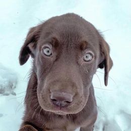 Labrador Retrievers from Sleepy Hound Farm
