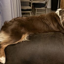 Miniature Australian Shepherds and Toy Australian Shepherds from Arkie Rooted Aussies