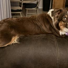 Miniature Australian Shepherds and Toy Australian Shepherds from Arkie Rooted Aussies
