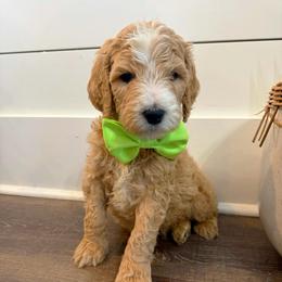 Lover Boy - Parti male Goldendoodle puppy in Social Circle, Georgia from Poppiedoodle Farms