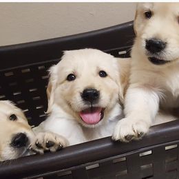 Golden Retrievers from Haven Acre Goldens