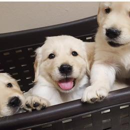 Golden Retrievers from Haven Acre Goldens