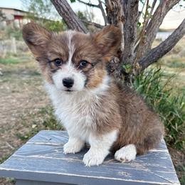 Dolly - Red female Pembroke Welsh Corgi puppy in Mc Cammon, Idaho from Sunny J Corgis and Mini Americans