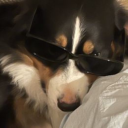 Rocky - Miniature Australian Shepherd
