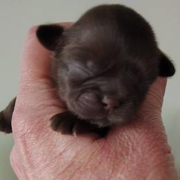 Girl 1 - Red female Shih Tzu puppy in Palmyra, New York from Karen's Tzus of Palmyra-Macedon
