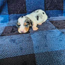 Speck - Dapple male Dachshund puppy in Opelika, Alabama from Dachshund Darlins