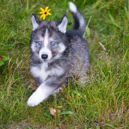Gwekwaadziwim Gaagaagi - female Native American Indian Dog puppy in Brimfield, Massachusetts from Seven Sisters Canids