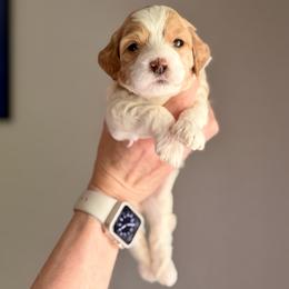 Goldendoodle Puppies from King Family Doodles