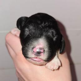 Boy 2 - Black and white male Bernedoodle puppy in Mckenzie, Tennessee from Small Town Doodles & Poodles