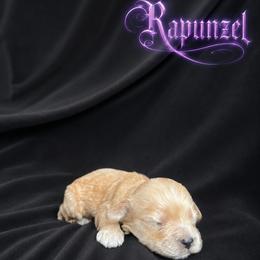 Rapunzel - Buff and white female Cockapoo puppy in Mayville, Michigan from Kathy Maize