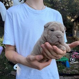 Phantom - Lilac dilute male Chinese Shar-Pei puppy in Auburn, Kansas from Justin's Chinese Shar-Pei