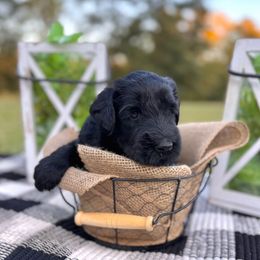 Honey - Black female Giant Schnauzer puppy in Collinsville, Mississippi from Hillside Kennels