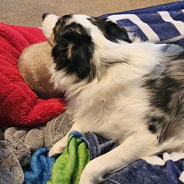 Miniature American Shepherds and Miniature Australian Shepherds from Valintina's MAS