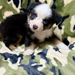 Goose - Black tri male Toy Australian Shepherd puppy in Puryear, Tennessee from A&W Toy Aussies