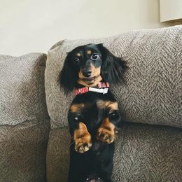 Vi - Dachshund