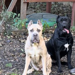 Cane Corso puppies from Forbidden Fruits Kennels