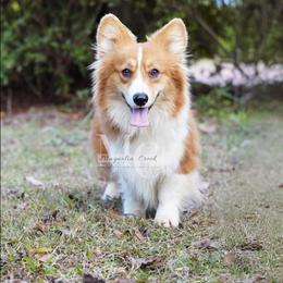 Rhyme - Pembroke Welsh Corgi