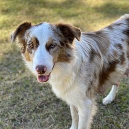 Kia - Australian Shepherd