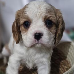Cavalier King Charles Spaniels, Chihuahuas, Companion Crosses, and Pomskies from Petite Pups