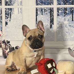 French Bulldog puppies from Velvet Fluffy Pups