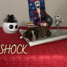 Shock - Brindle male Shih Tzu puppy in Houston, Texas from Pup Paw-lace