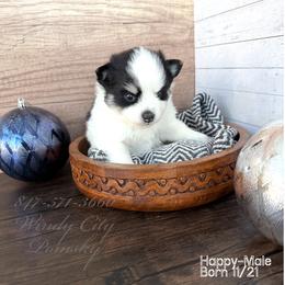 Happy - Black and white male Pomsky puppy in Long Grove, Illinois from Windy City Pomsky