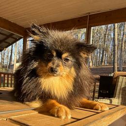 Daisy Mae - Pomeranian