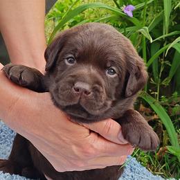 Labrador Retriever Puppies from Creek's Edge Labradors