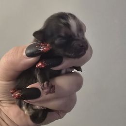 Chocolate merle boy - Chocolate merle male Pomeranian puppy in Bloomingdale, New Jersey from Bella Luna Pomeranians