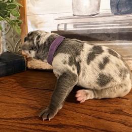Victoria - Harlequin female Great Dane puppy in Carencro, Louisiana from Halsey Danes
