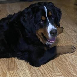 Petunia - Bernese Mountain Dog