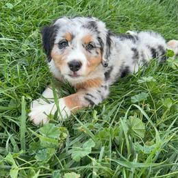 Ann - female Australian Mountain Doodle puppy in Cortez, Colorado from Sassy Pants Pups