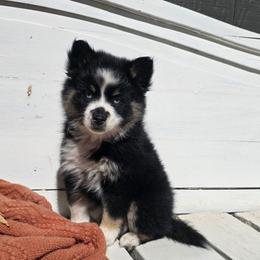 Rose - Tri-color female Pomsky puppy in Elgin, Oregon from Kenna'z Kuddly Pomskiez