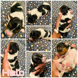 Yorkipoo and Yorkshire Terrier Puppies from Bougie Paws llc