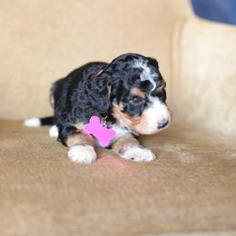 Pink collar female - Tri-color female Bernedoodle puppy in Scottsboro, Alabama from Dixie Land Doodles